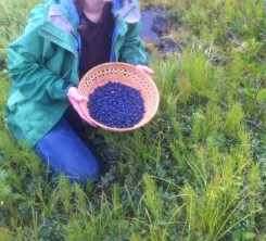 Alaskan Blueberries!!!!